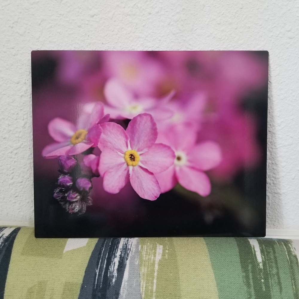 Original Original Wildlife Photo Metal Print LE Signed COA Forget-Me-Not Picture